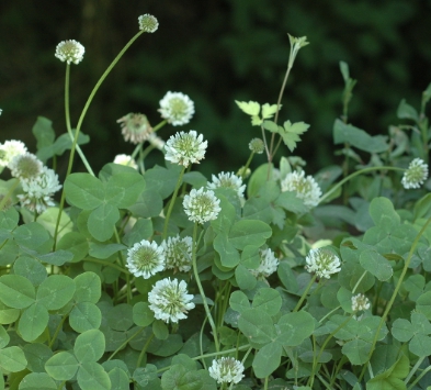 가을에 피는 꽃 토끼풀