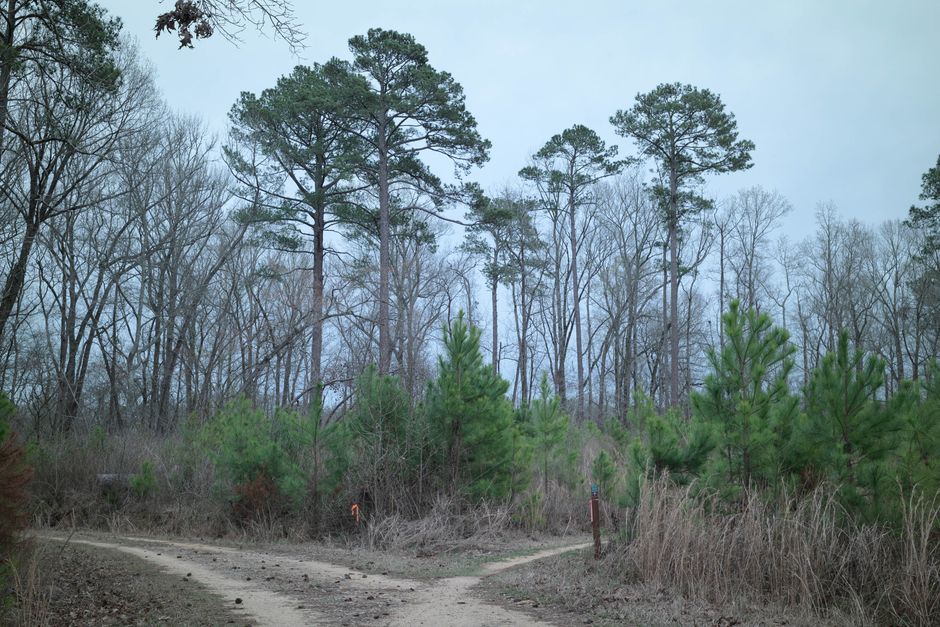 A tranquil fork in a forest trail during an overcast autumn day in Columbia, South Carolina.