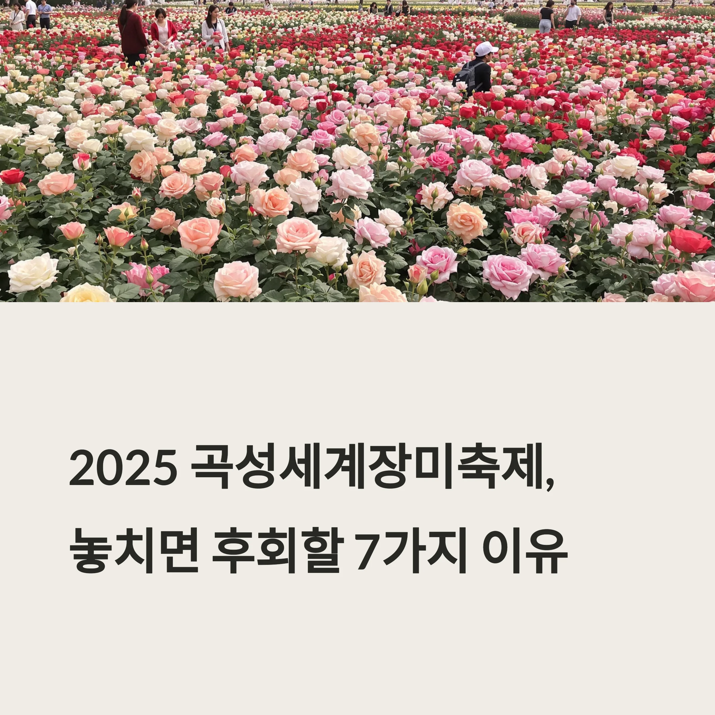 곡성세계장미축제 완벽 가이드