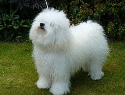 볼로네즈 강아지