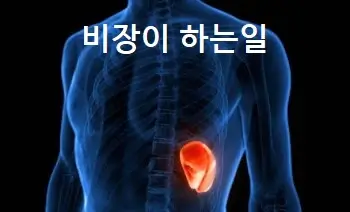 비장이 하는일