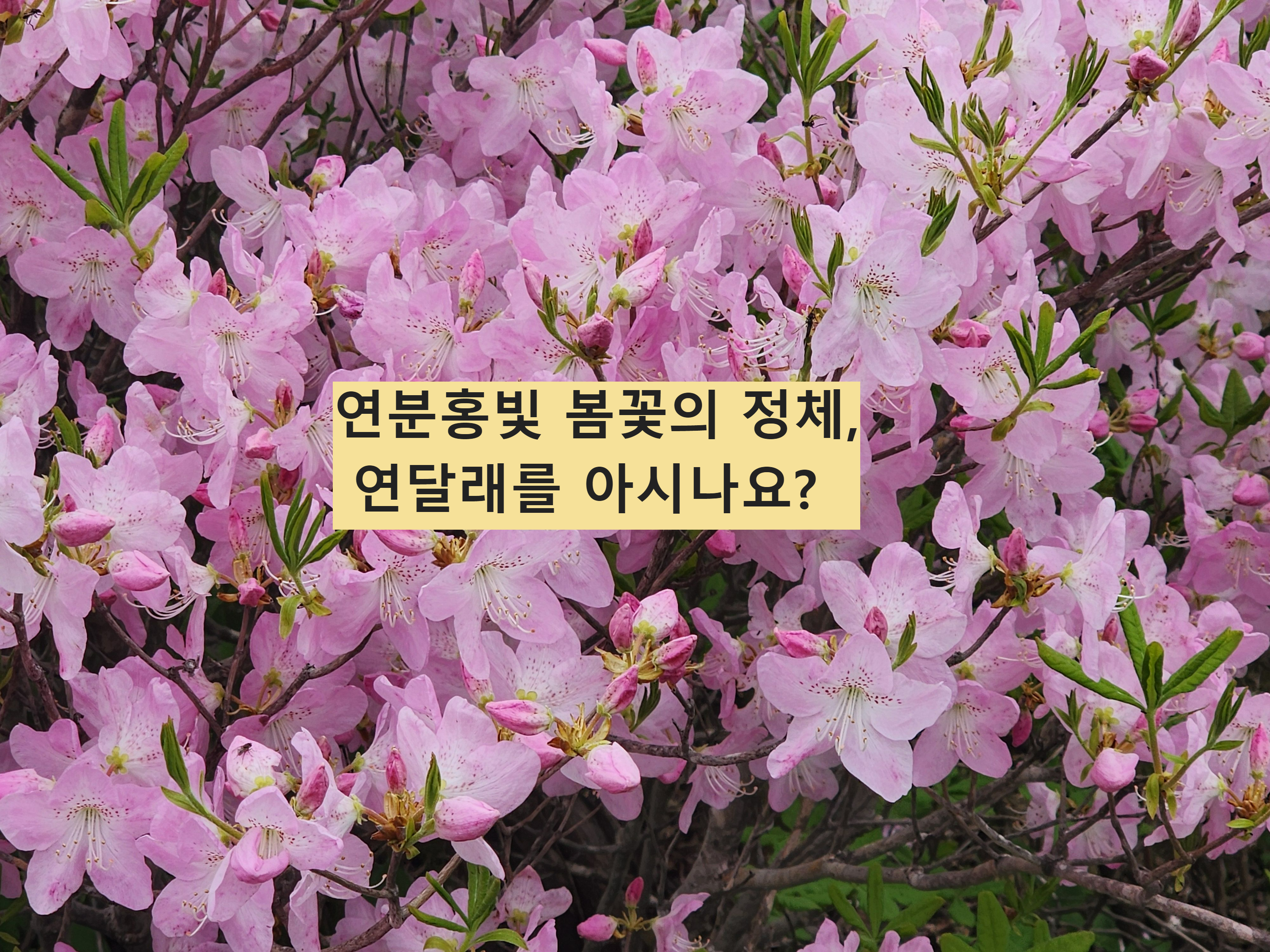 Alt 속성 문제 해결 설명 이미지