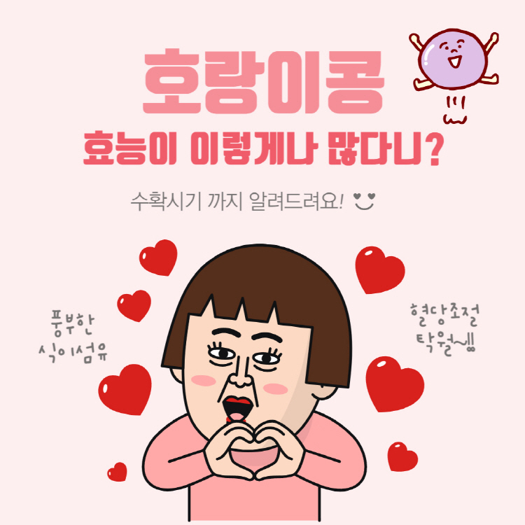 호랑이콩 효능이 이렇게 많다니! 수확시기까지 한눈에