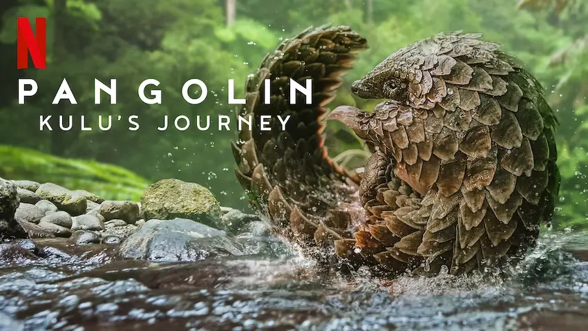 넷플릭스 다큐멘터리 “Pangolin: Kulu’s Journey” 홍보용 포스터 : 습지나 얕은 계곡 물가에서 자연스럽게 몸을 굴리고 있는 천산갑