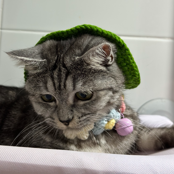 아메리칸 숏헤어 외모