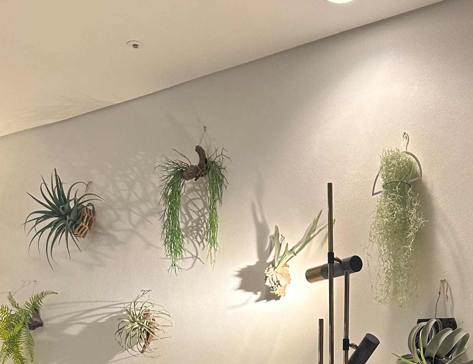 다양한 장식 식물