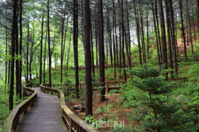 국립자연휴양림 예약 방법