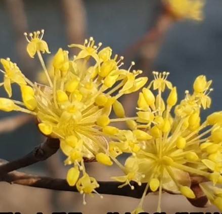 산수유꽃