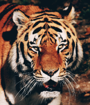 정면에서 본 호랑이