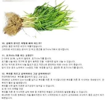 삼채 재배 모종 활착 통풍 확보 잎 수확 반복_12