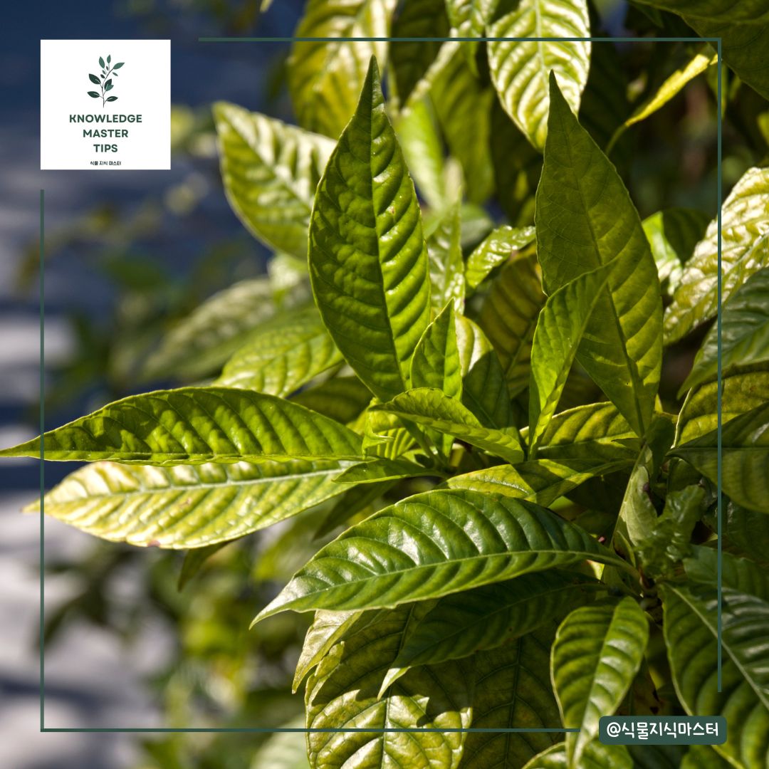 커피나무 키우기 - 병충해 관리법