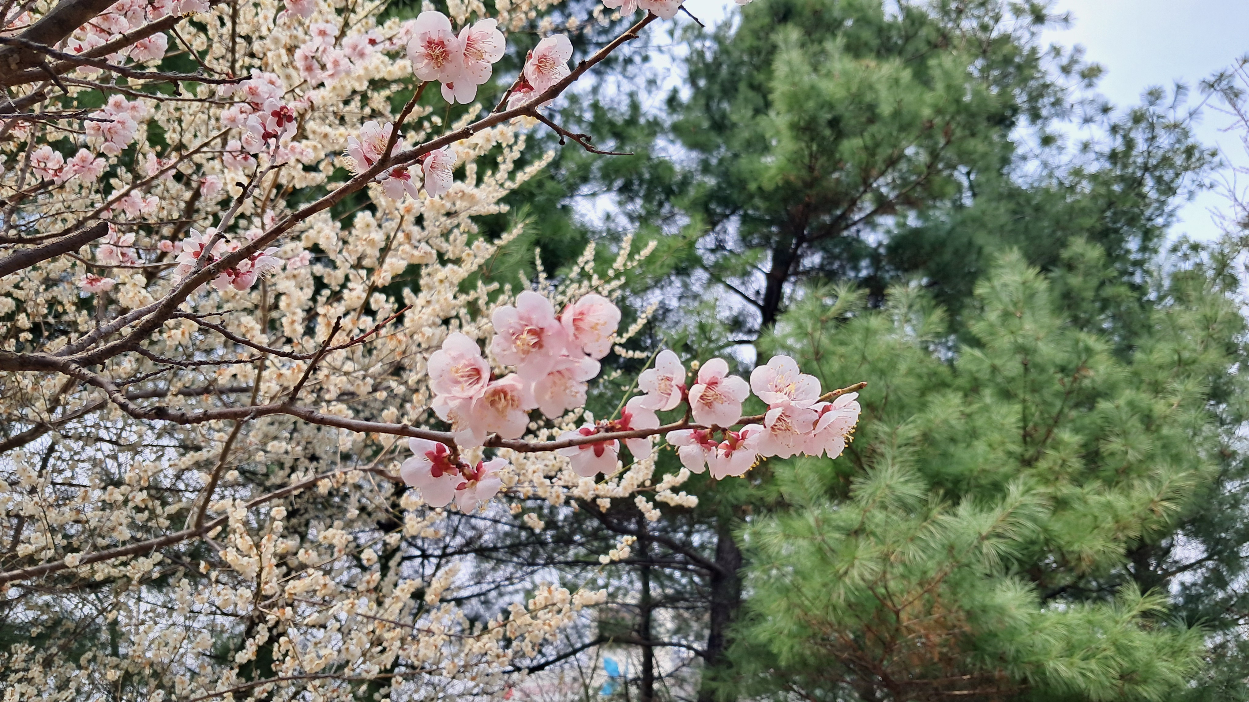 벚꽃