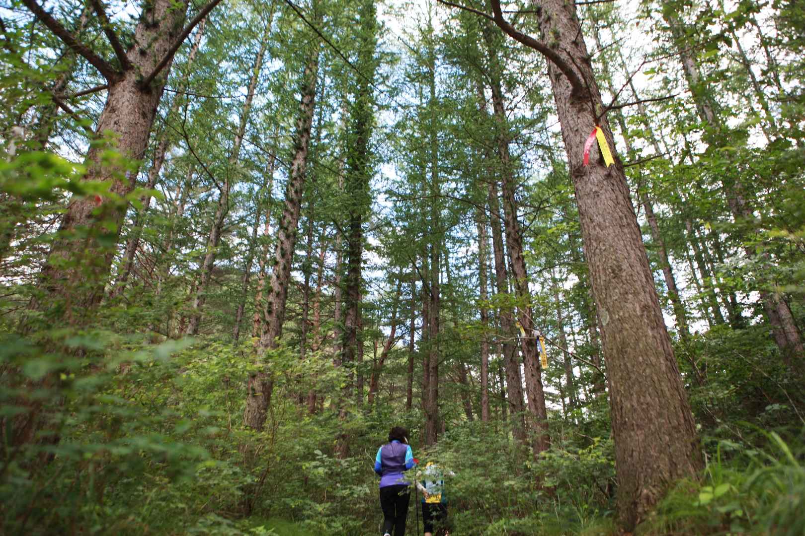 인제 아침가리골 계곡 트레킹