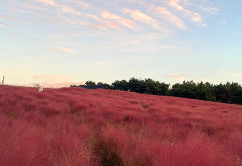 청농원 핑크뮬리3