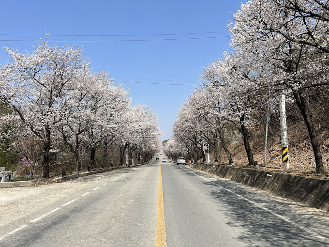 여주 홍천 남한강 벚꽃
