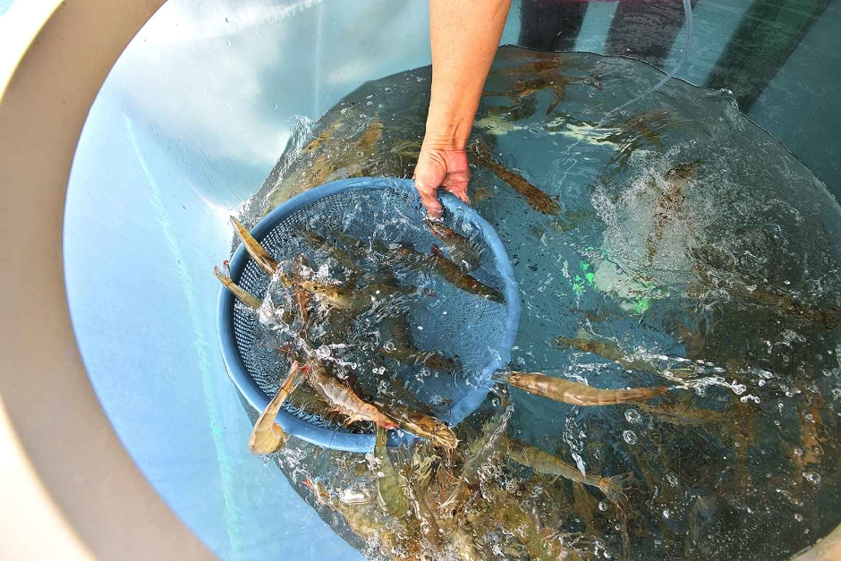 제29회 홍성남당항 대하축제 기본일정과 프로그램 정리 장민호 류지광 임선택 출연