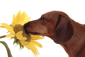 냄새 맡는 강아지