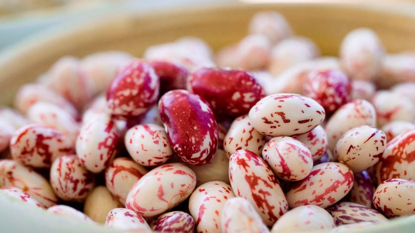 호랑이콩 효능의 썸네일