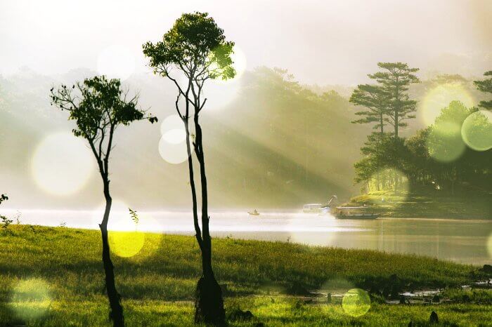 햇볕이-나무사이로-비춰지는-풍경