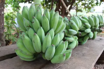 바나나 효능 및 영양소&amp;#44; 부작용