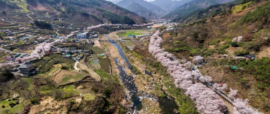 화개장터벚꽃축제