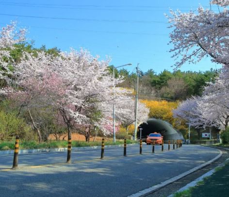 성주 벚꽃