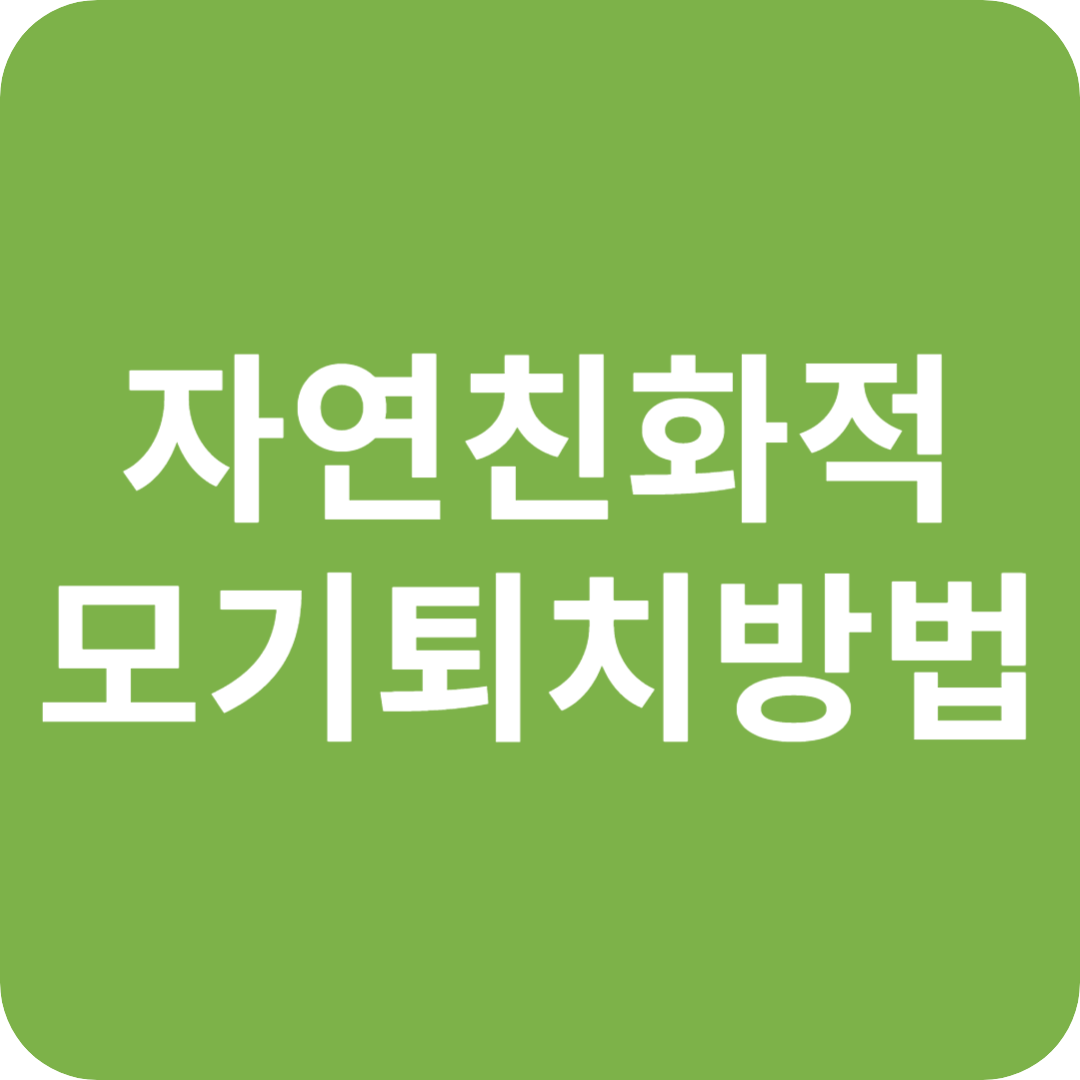 실내 모기 퇴치 방법 : 자연 친화적 방법
