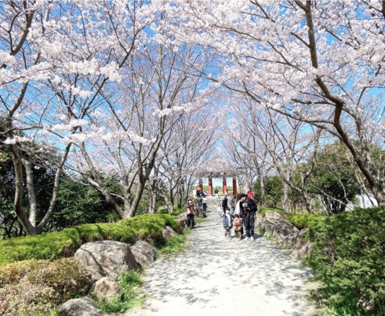 2025 목포 유달산 봄축제 필수 방문 꿀팁