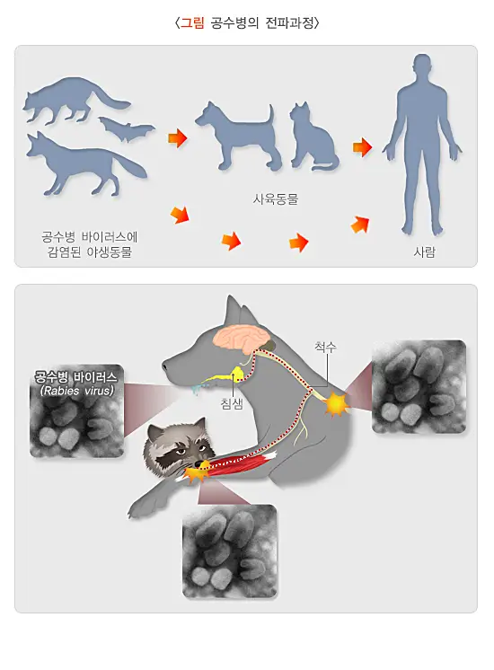 공수병-전파-이미지