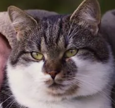 하이 시니어 고양이의 행동과 대응