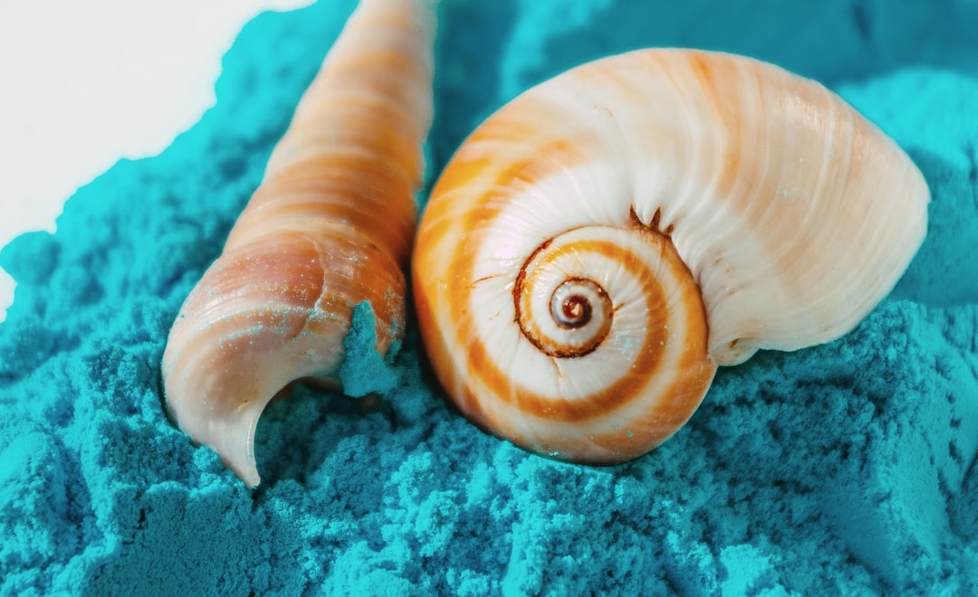 골뱅이는 영어로 sea snail입니다.