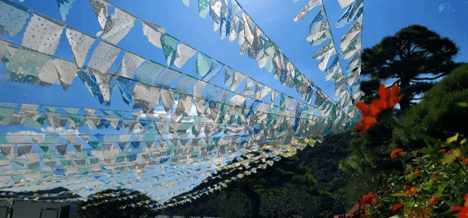 고창 핑크뮬리 축제