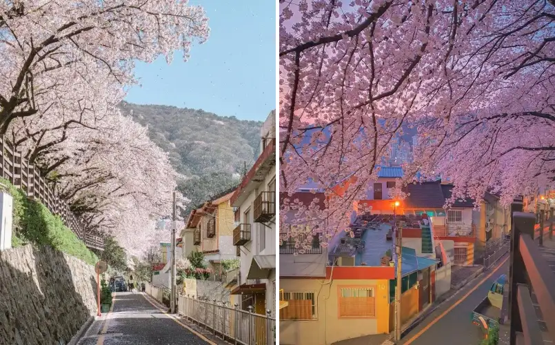 개금 벚꽃문화길 사진