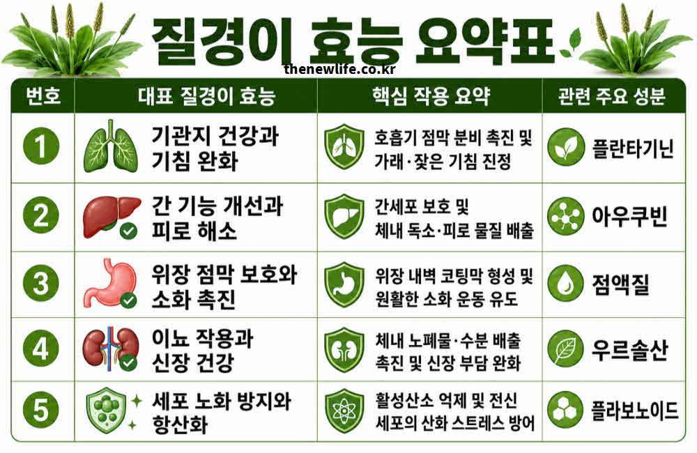 질경이 효능 요약표