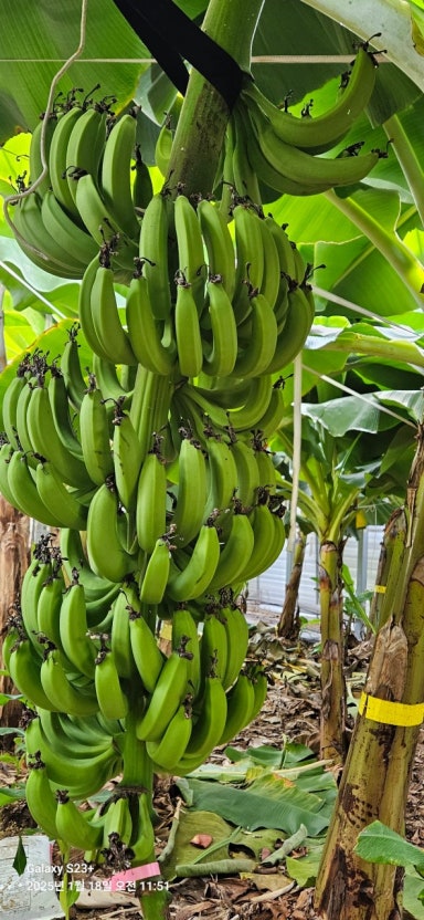 엣지해남바나나농장