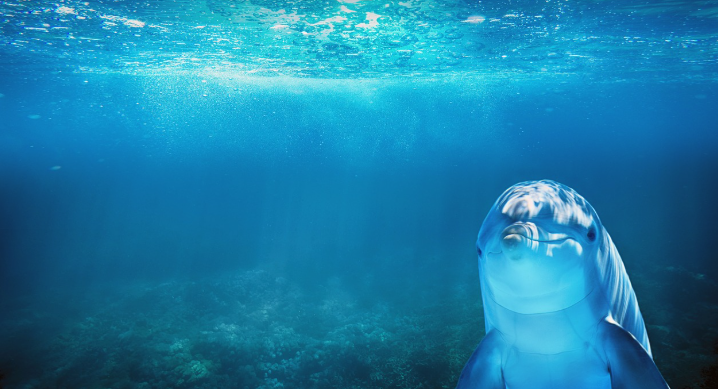 물속 돌고래 이미지