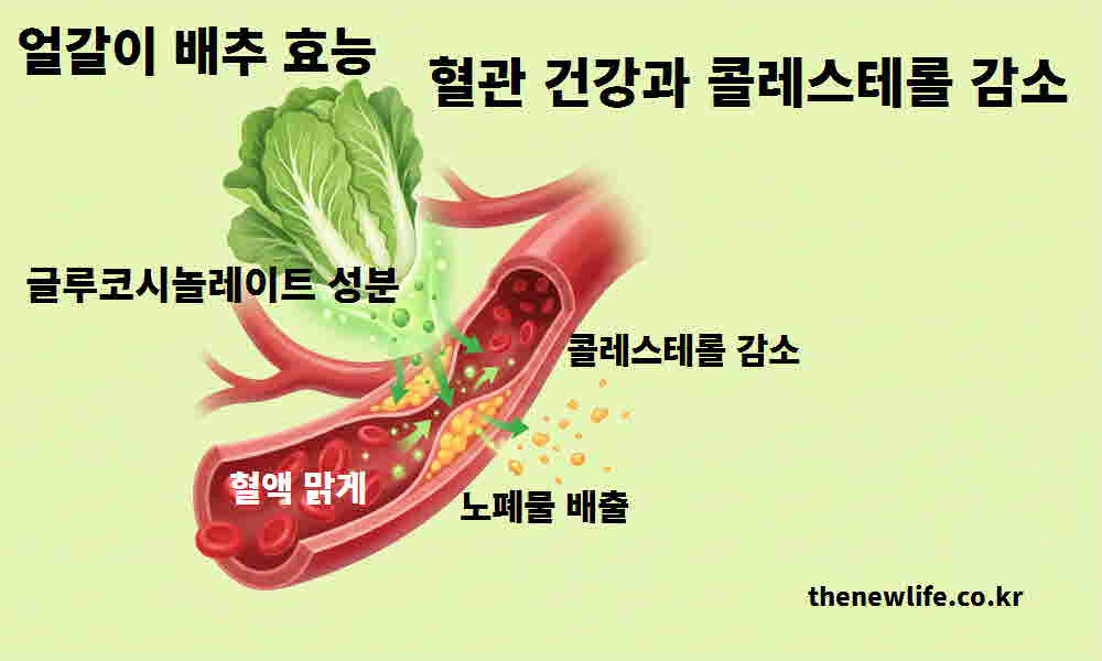 얼갈이 배추 효능 혈관 건강 콜레스테롤 감소