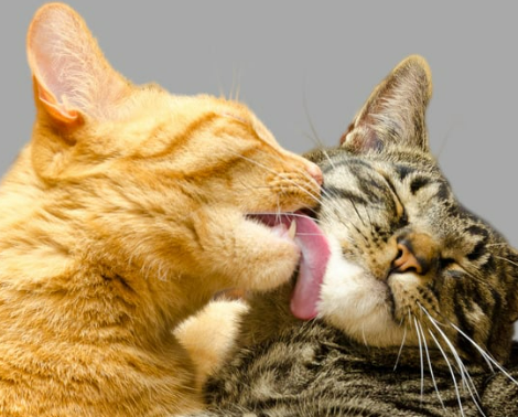 고양이가 털 핥는 이유, 단순한 습관일까? 오버 & 언더 그루밍의 위험 신호!