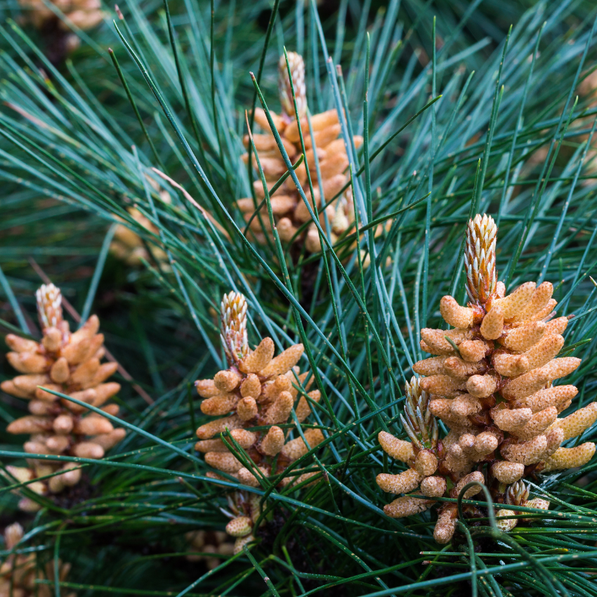 송화가루 알레르기_15