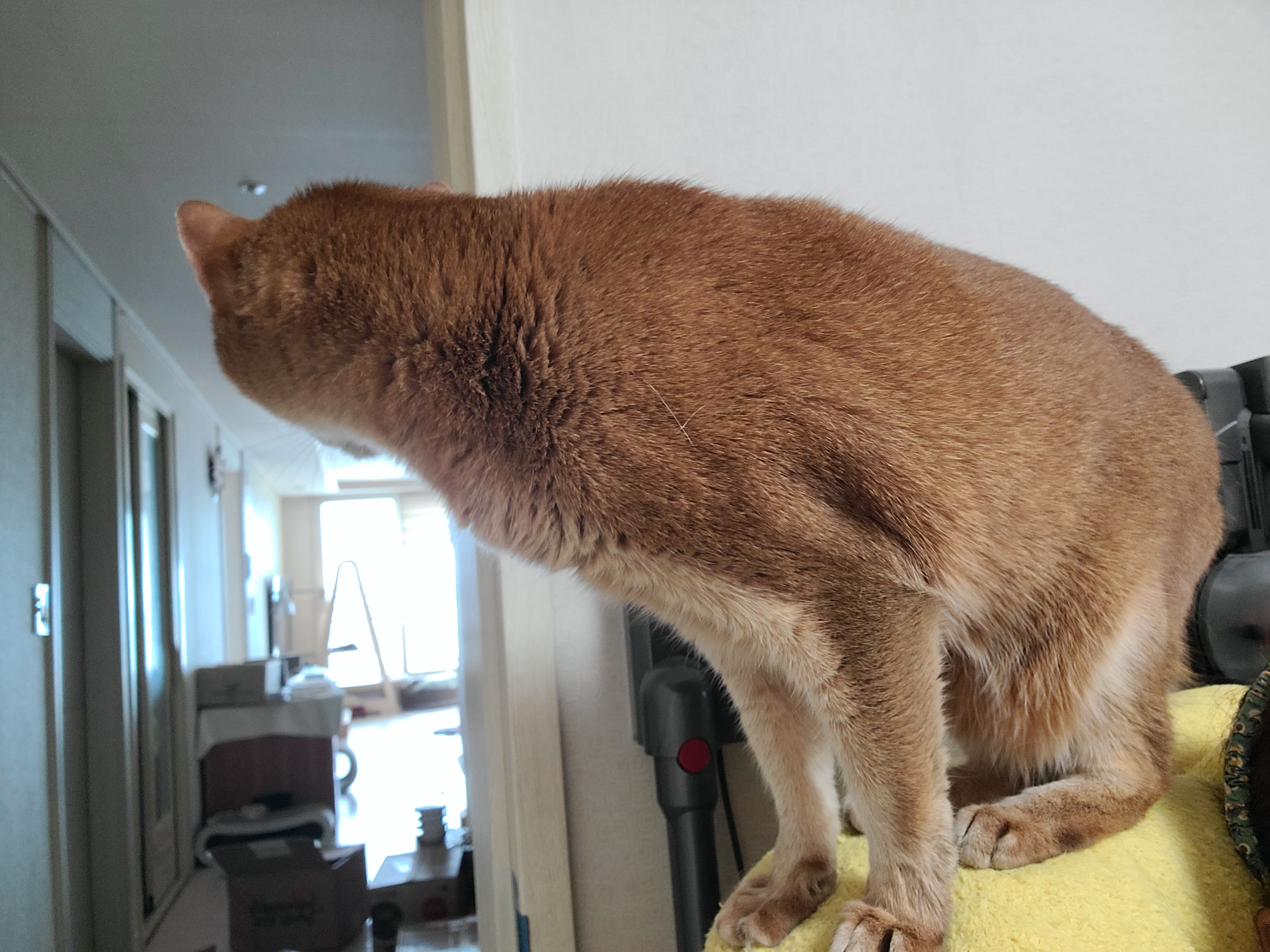 때가 되었다! 아이들 화장실 모래 전체갈이 한날.