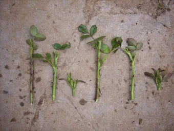 장미 삽목하는 방법 집에서 쉽게 번식하는 팁_5