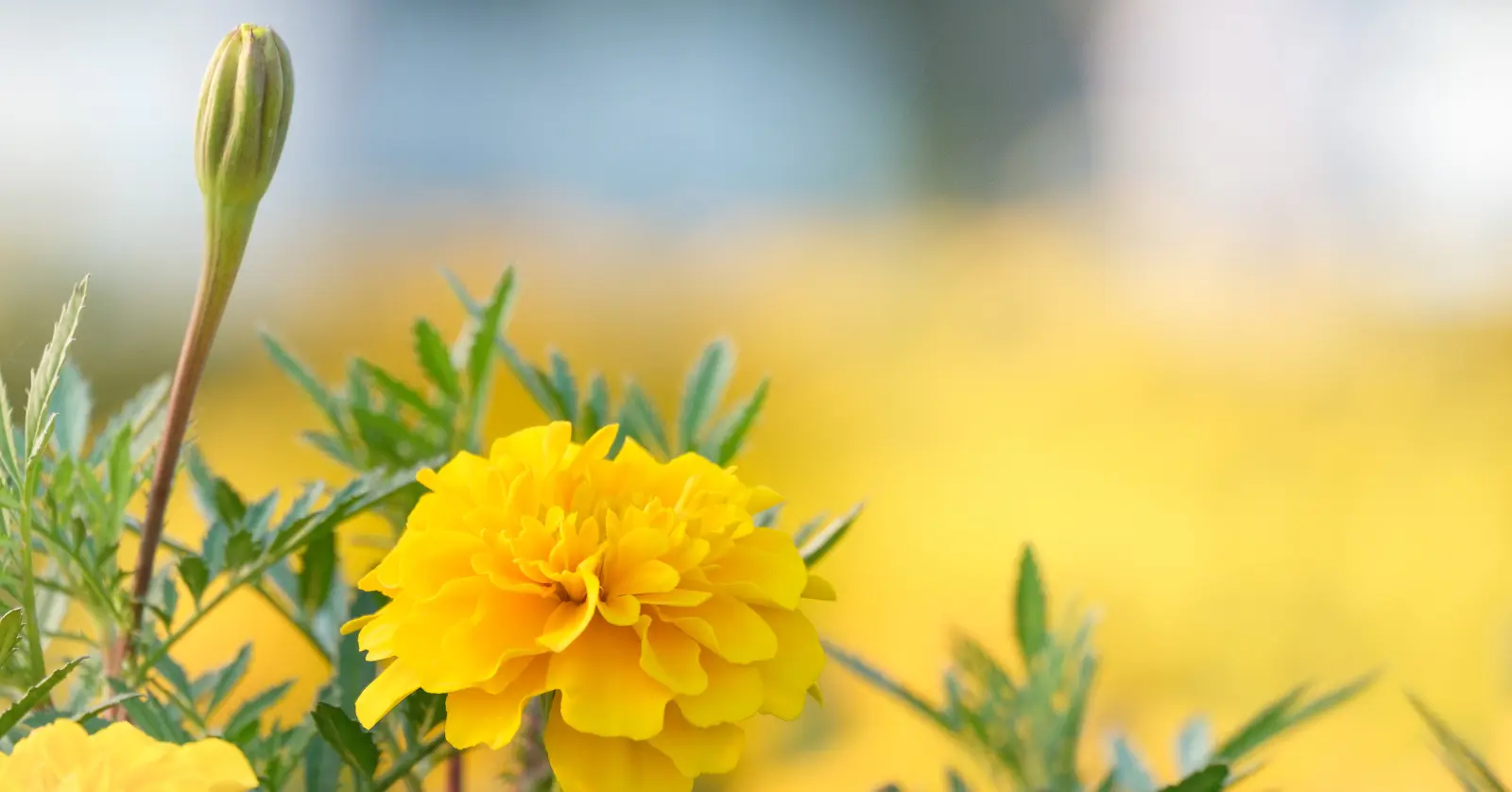 꽃이름 알려주는 어플