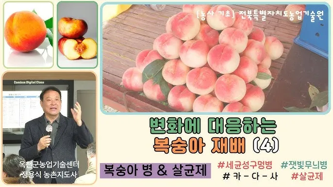 복숭아 재배 꽃 솎기 잎 따기 갈반병 방제_5
