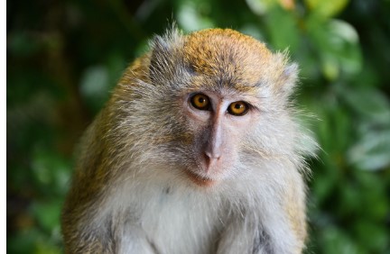 2026 병오년 원숭이띠 신년운세 무료로 보는 법