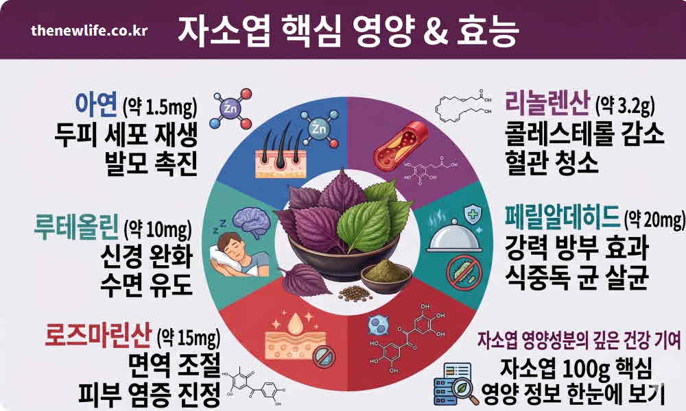 자소엽 효능 영양성분