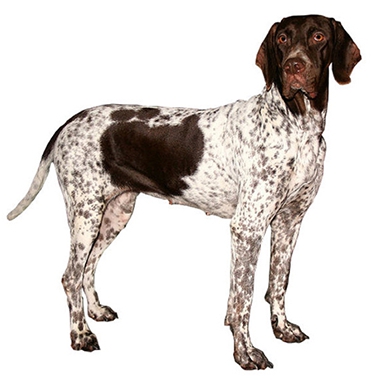 가멜-댄스크-횐제훈트