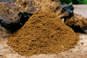 차가버섯 효능08