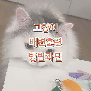 고양이 배변훈련