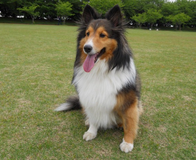 잔디 위에 있는 셸티.