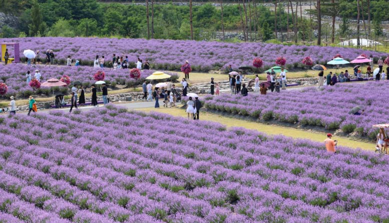 무릉별유천지 라벤더축제